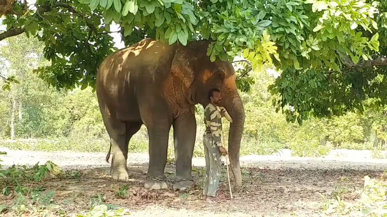 बैरिया में सनके हाथी ने पिकअप को पलटा, जमकर किया तोड़फोड़, मची भगदड़